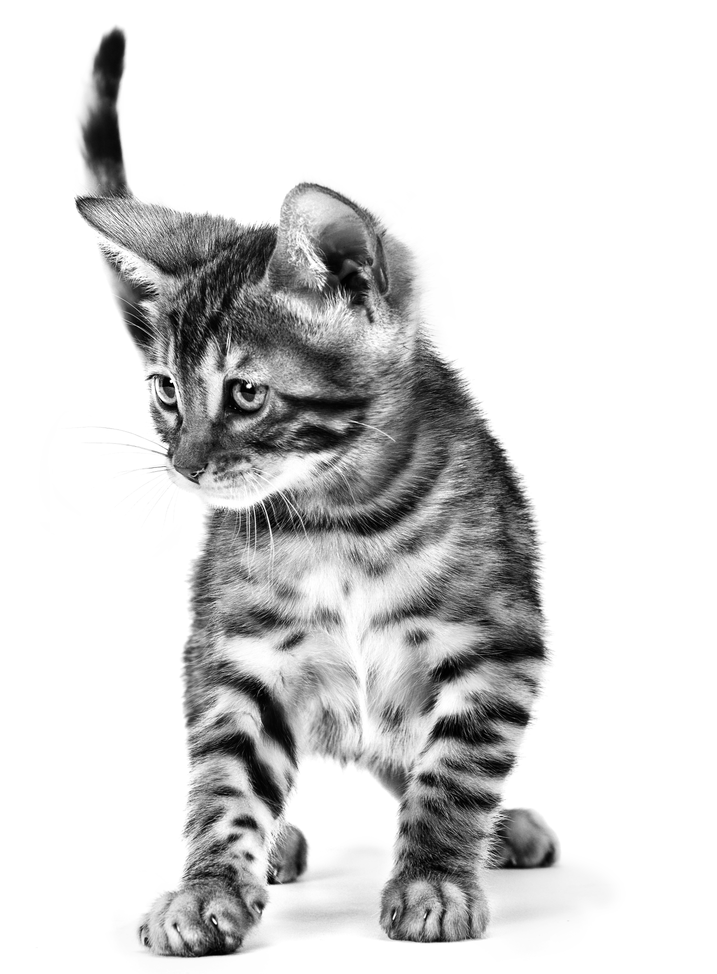 Black and White kitten on a carpet looking up