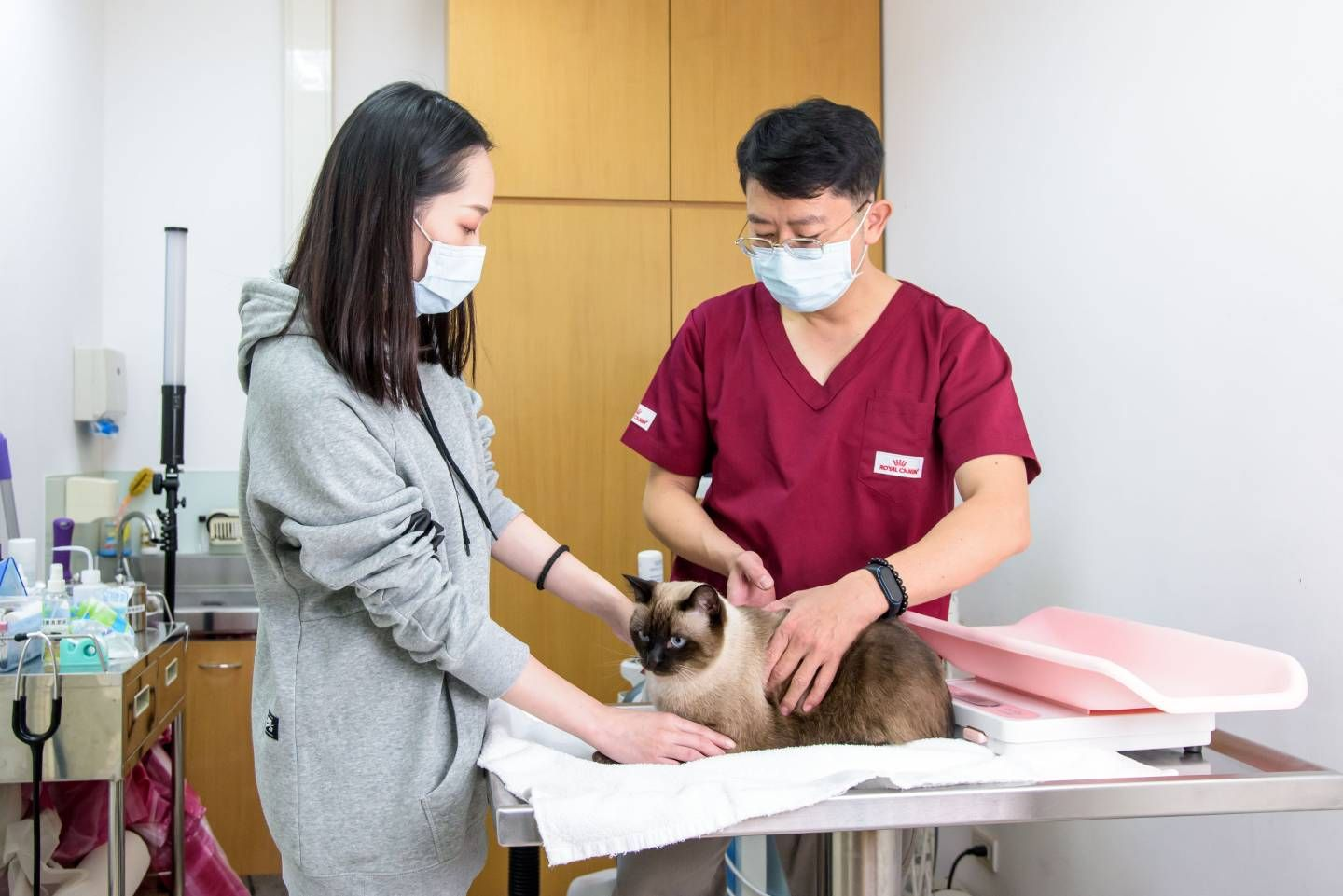 taking pet to the vet