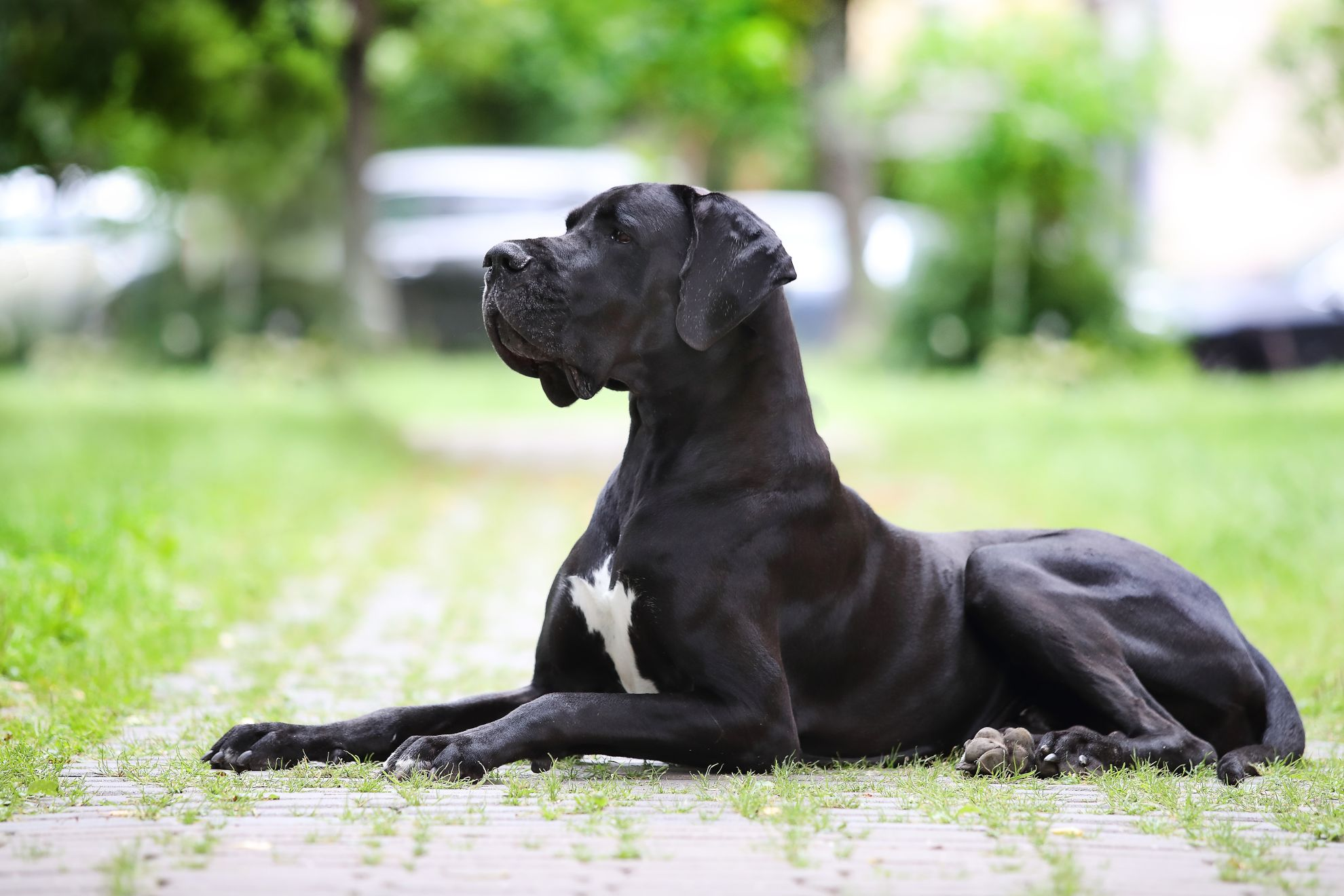 Zwarte Duitse Dog