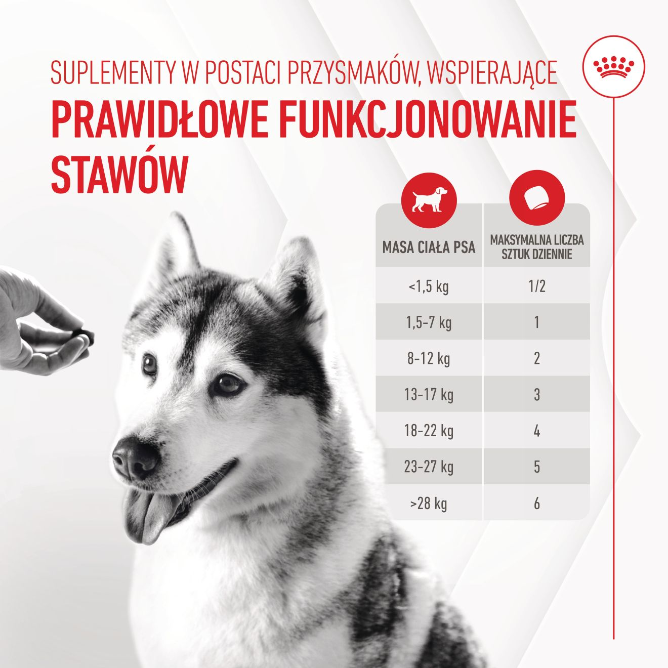 Supplements Dog Joint & Ageing Adult