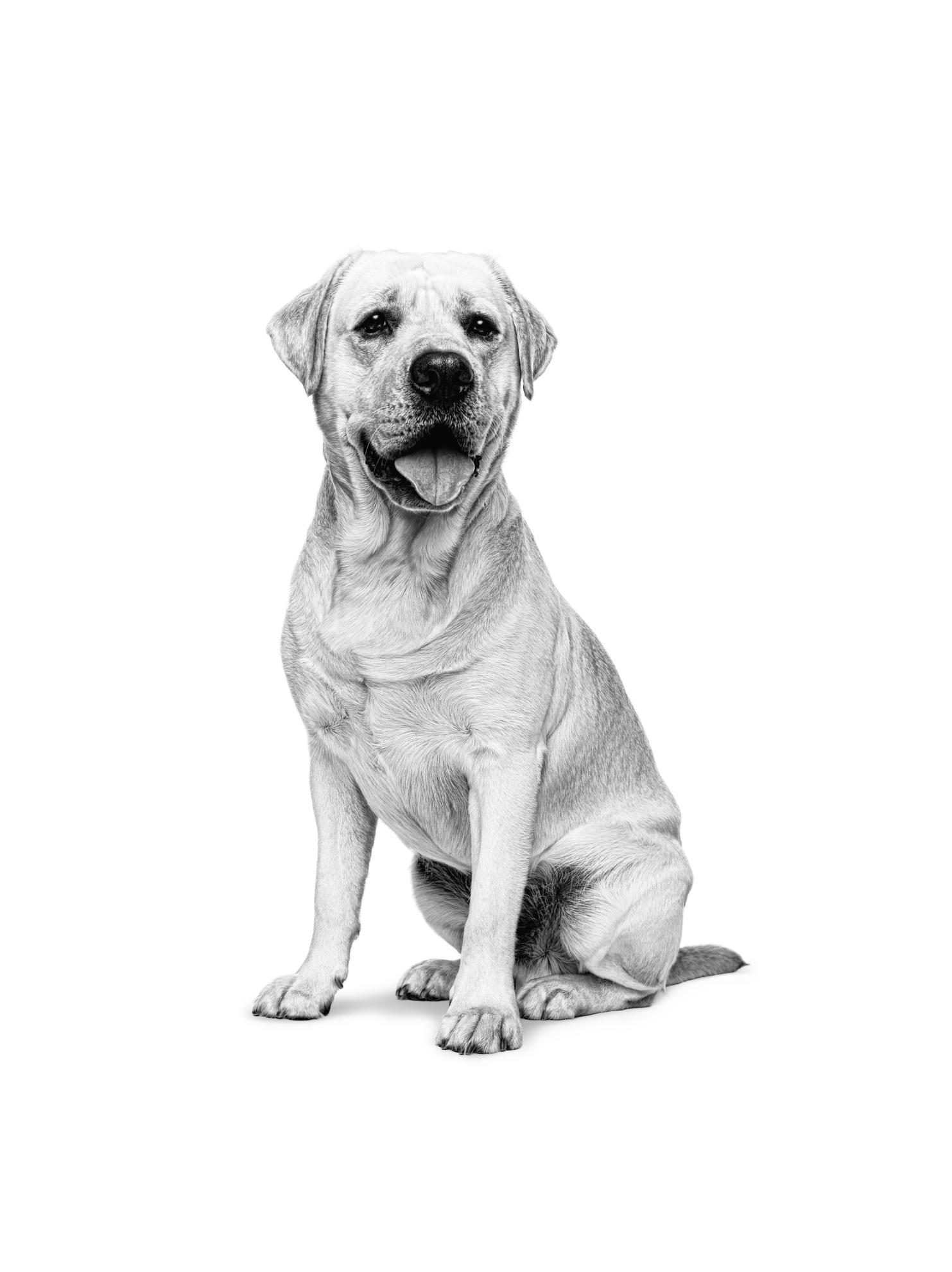 Royal canin labrador outlet senior