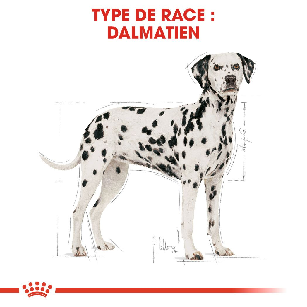 Dalmatien Adulte