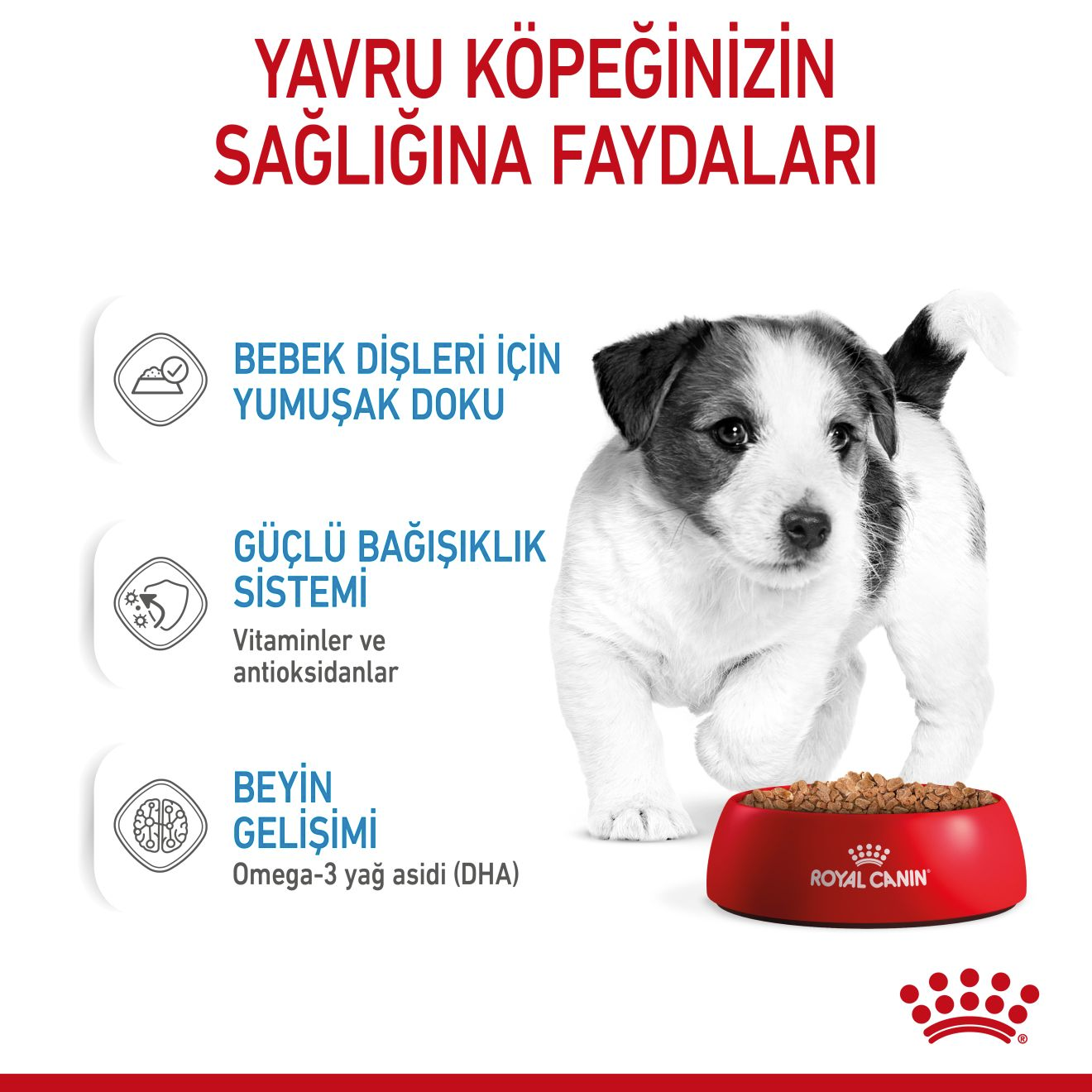 Mini Puppy Yavru Köpek Yaş Maması