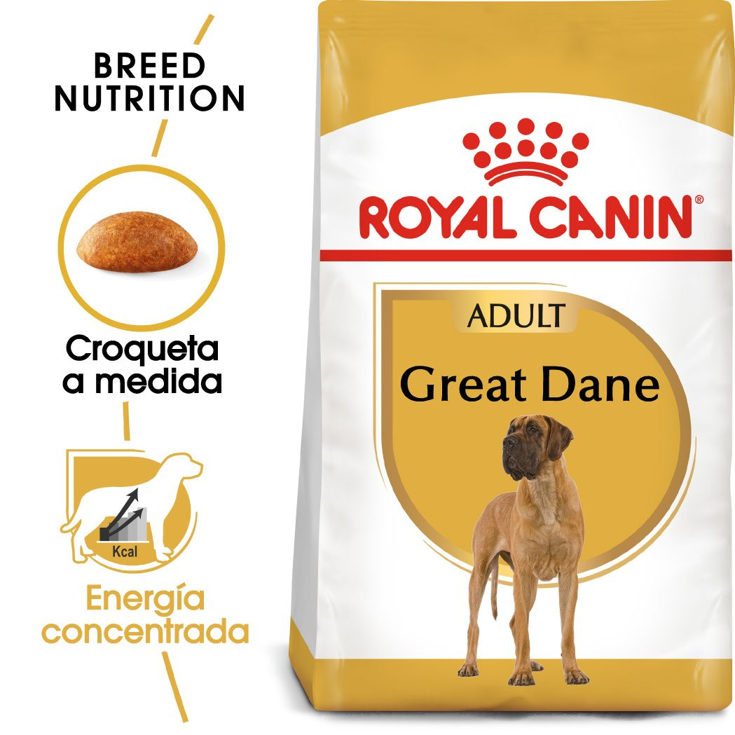 Great Dane Adult