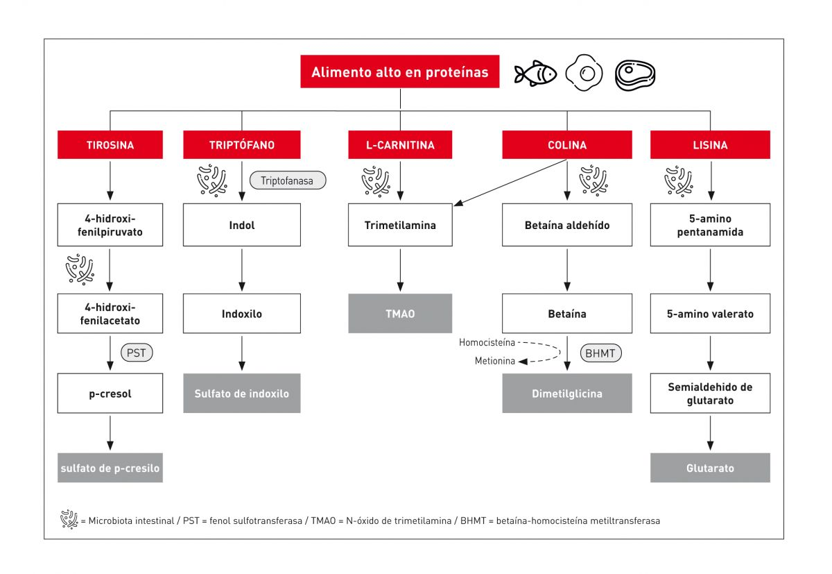 Diagrama que ilustra el metabolismo de diferentes aminoácidos presentes en alimentos altos en proteínas, como la tirosina, triptófano, L-carnitina, colina y lisina. Se muestra cómo estos aminoácidos se convierten en toxinas urémicas como p-cresilo, sulfato de indoxilo, TMAO, dimetilglicina y glutarato, resaltando sus rutas metabólicas y productos finales.