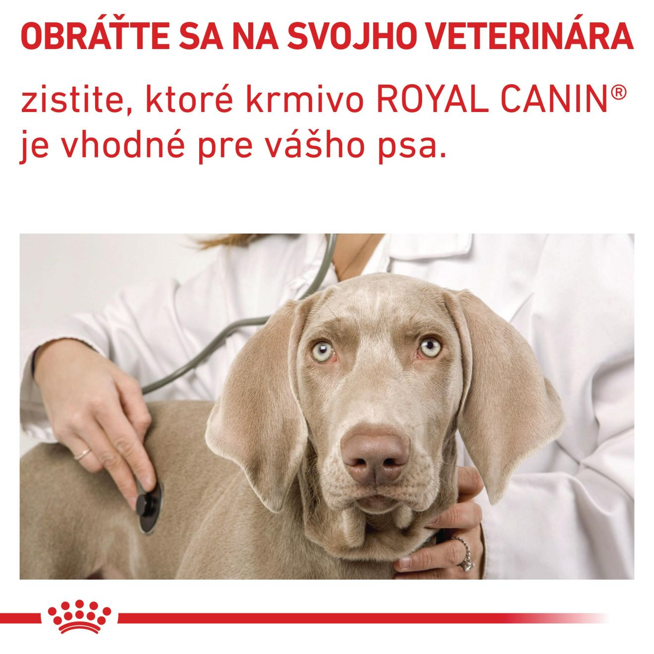 VHN Adult small dog