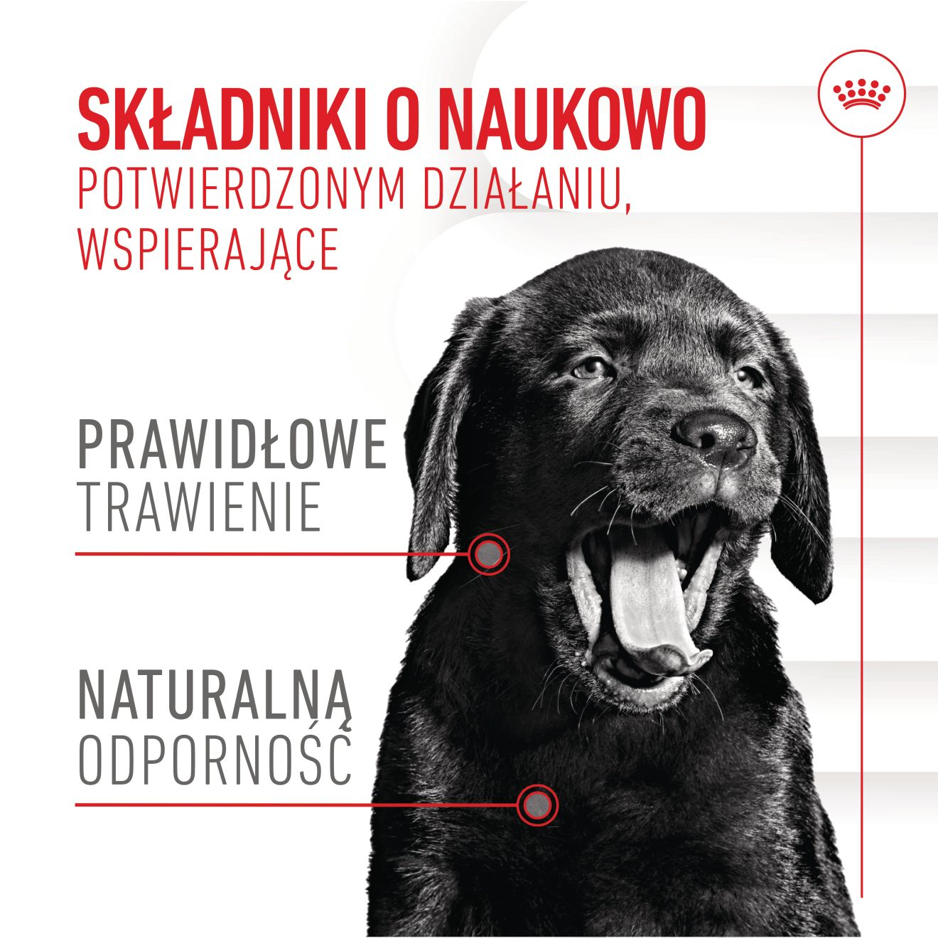 Supplements Dog Immunity & Digestion Puppy