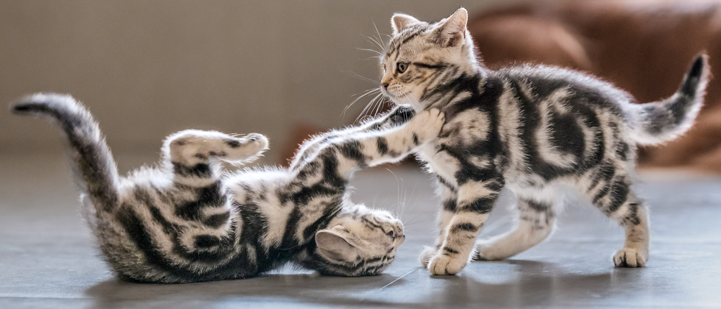 Dois gatos filhotes deitados, um está em pé brincando com o outro em um ambiente externo enquanto um cão marrom está deitado atrás.