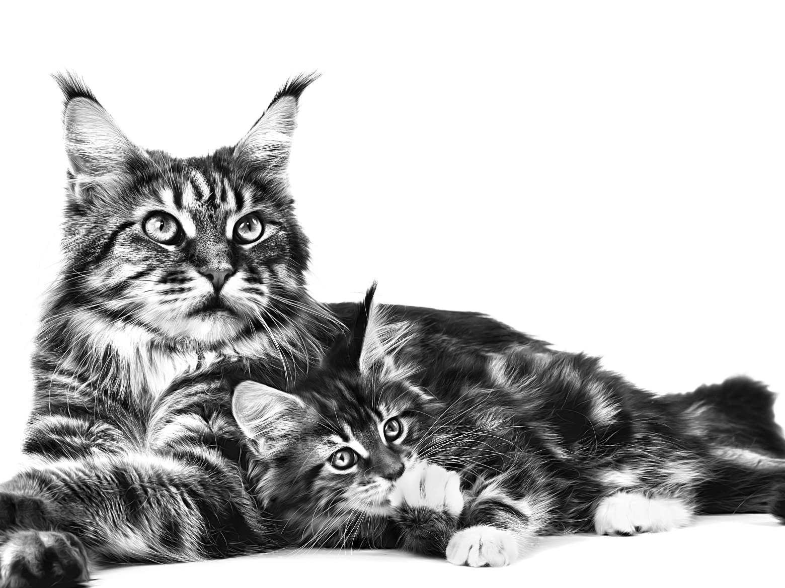 Black and white portait of both an adult and kitten Maine Coon lying next to each other