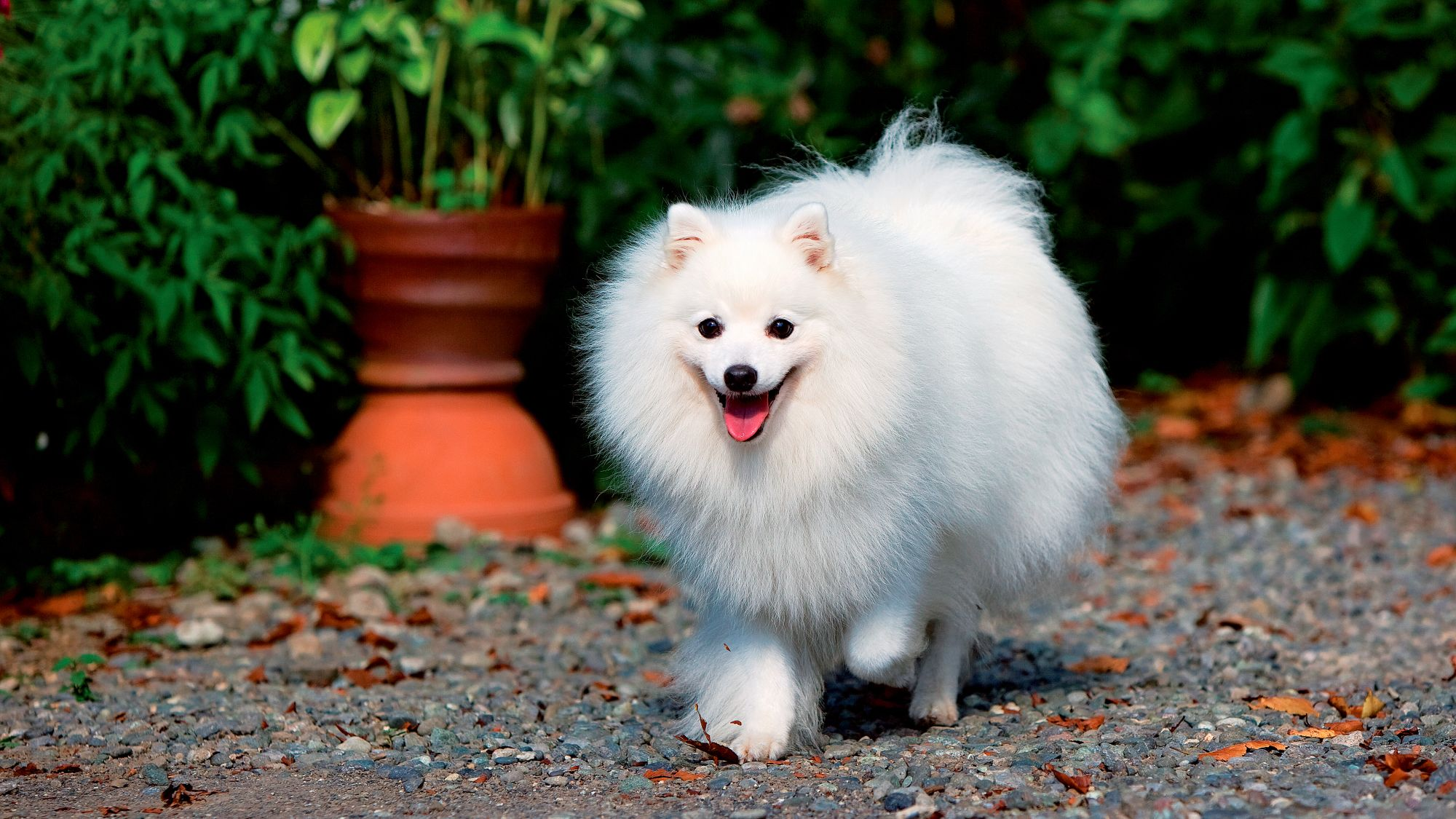 Japanese Spitz running down a gravel path, mouth open 