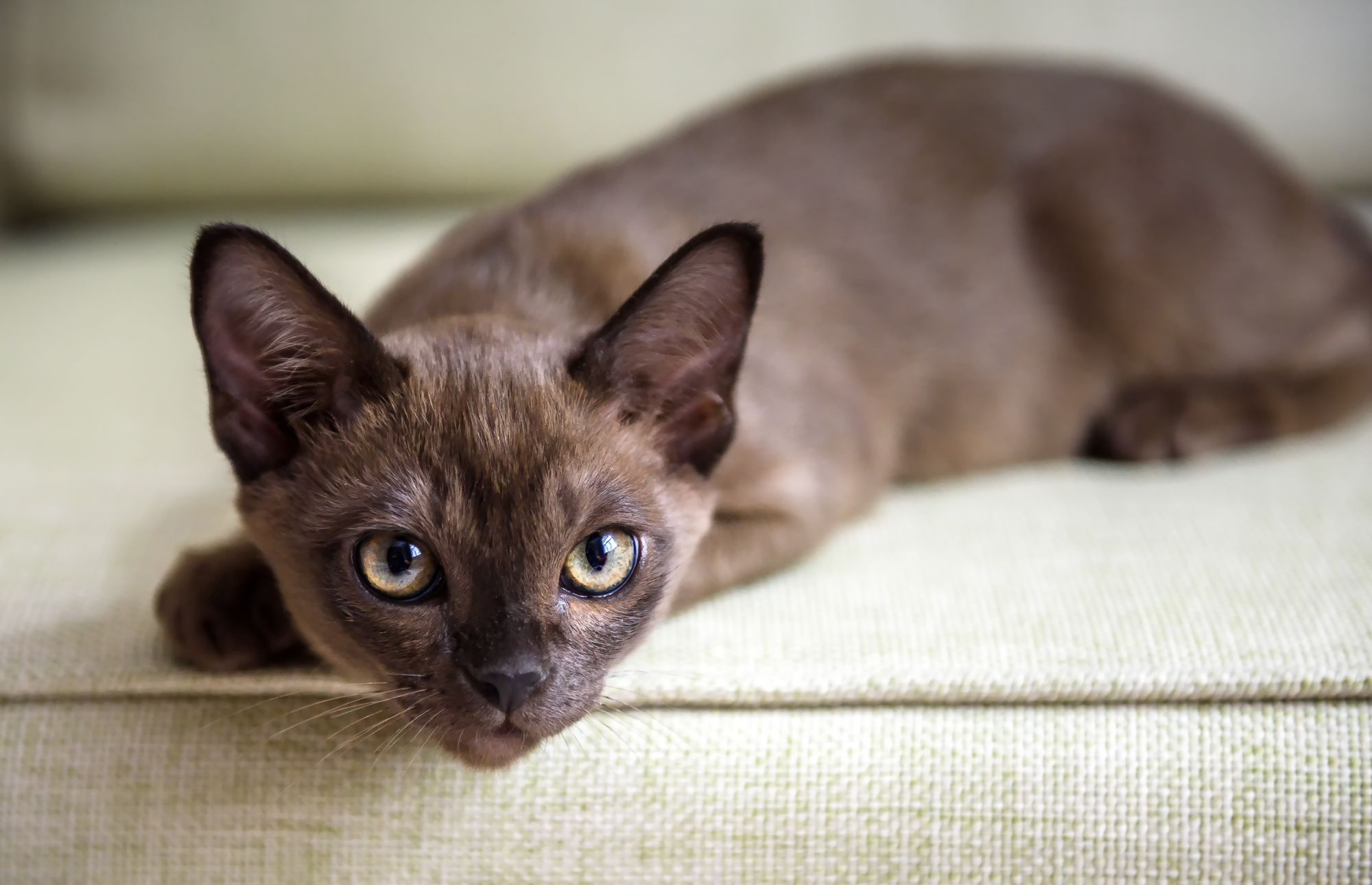 Un chat birman souffrant de cystite