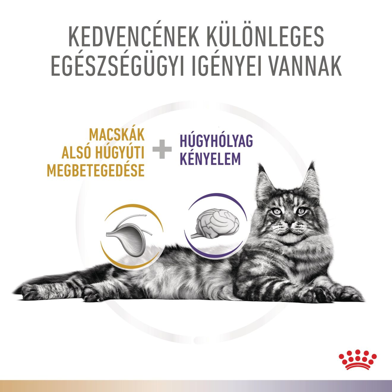 Multifunction  Urinary S/O + Bladder Comfort