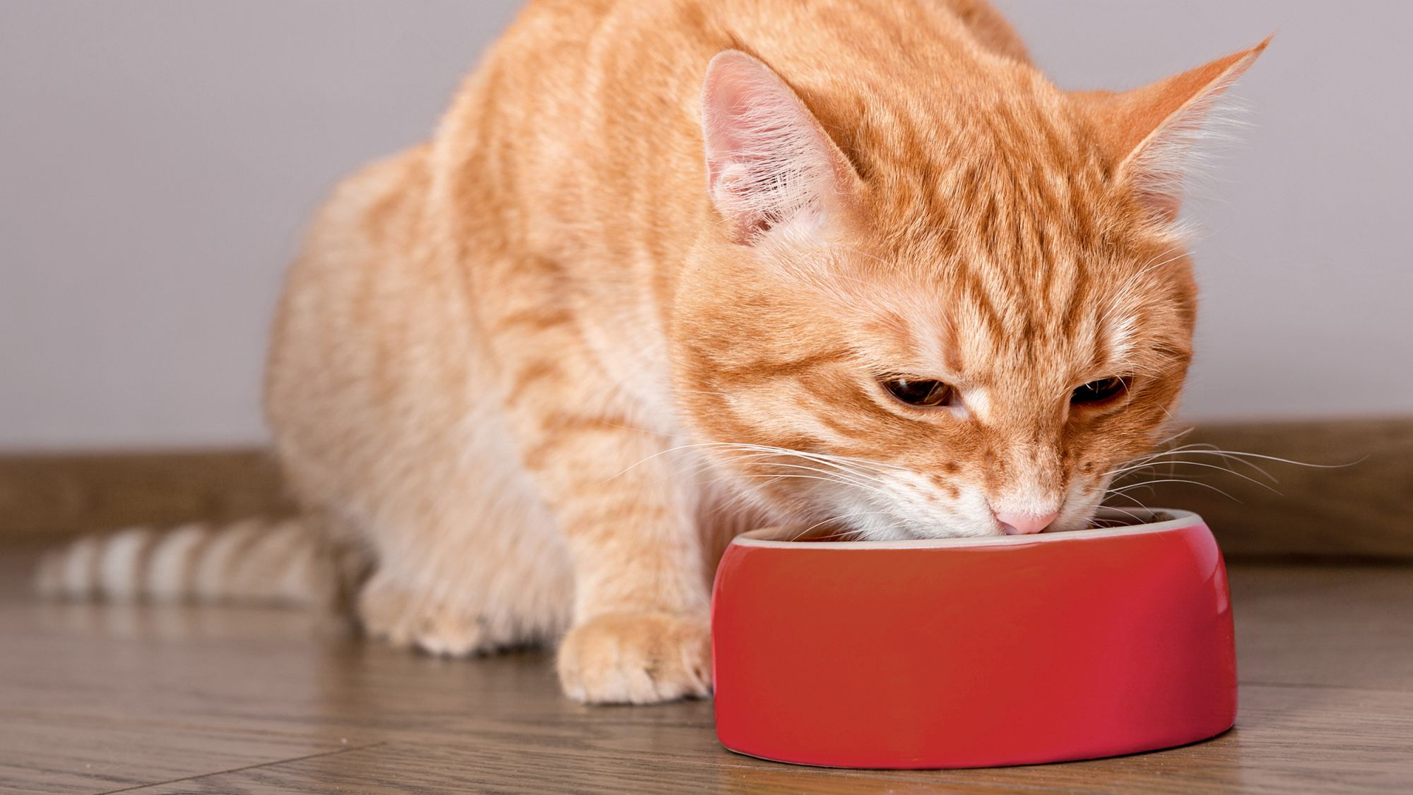 Cat eating from red bowl