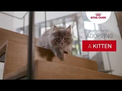 Kitten tutorial - Adopting a kitten