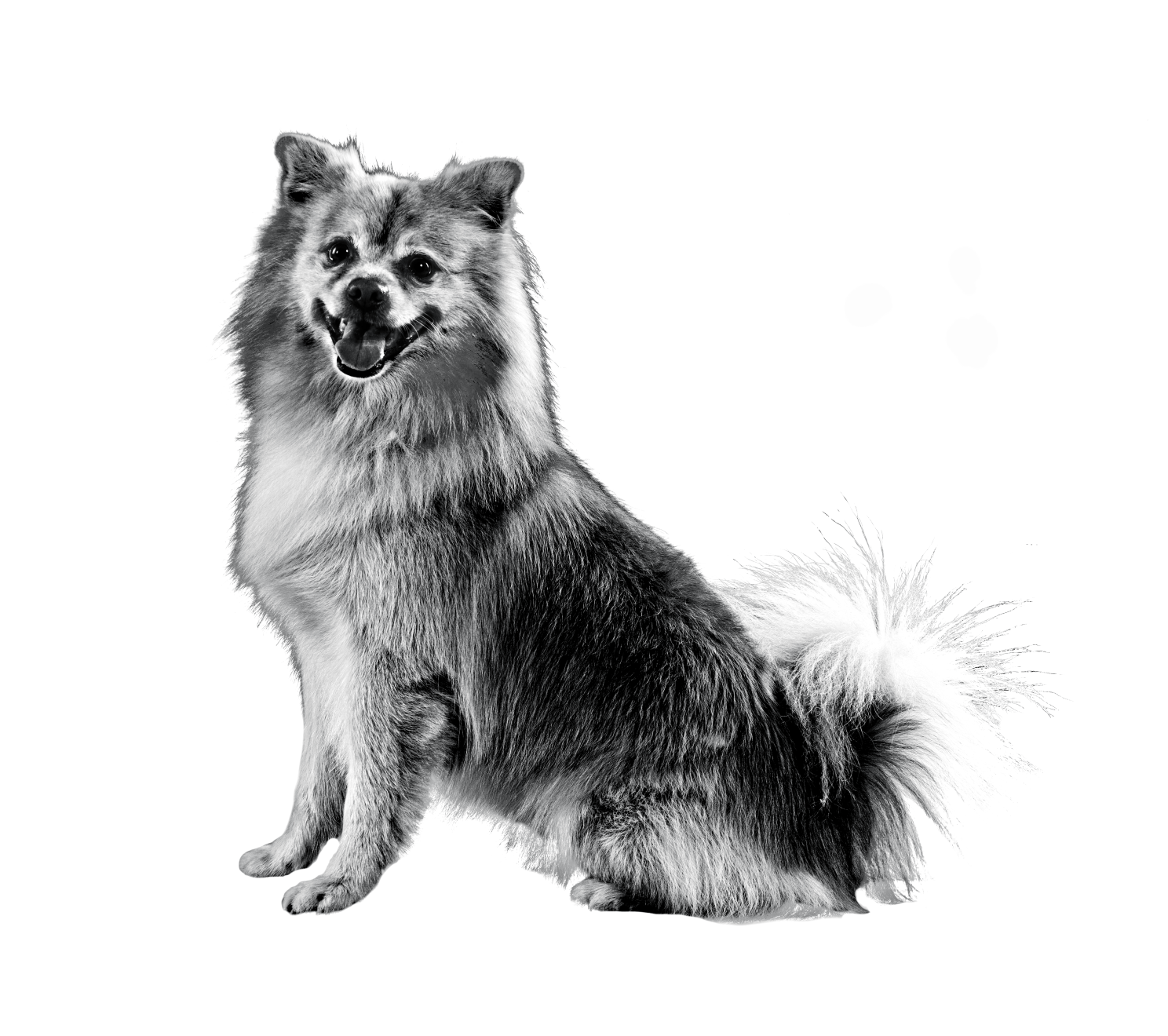 Side view of Spitz sitting looking at camera in black and white