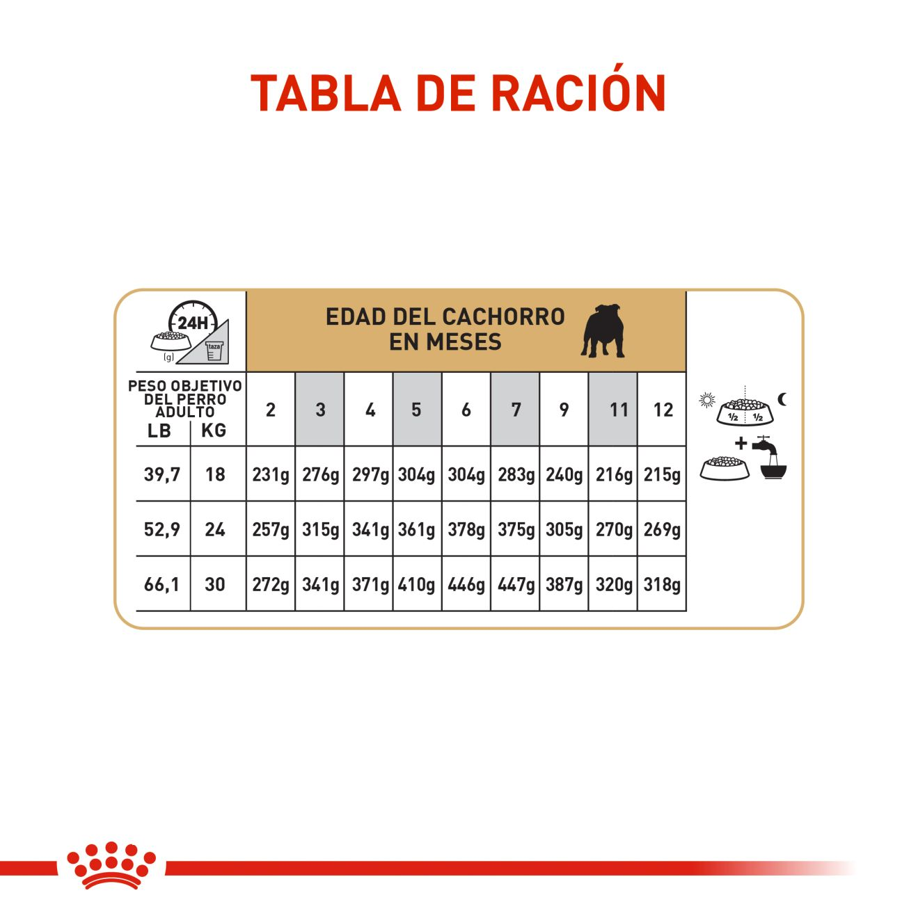 Bulldog Inglés Cachorro