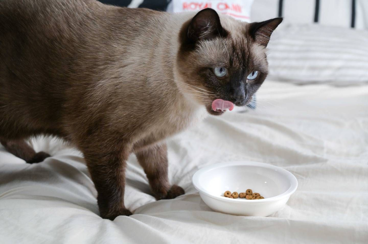 Siamese cat eating
