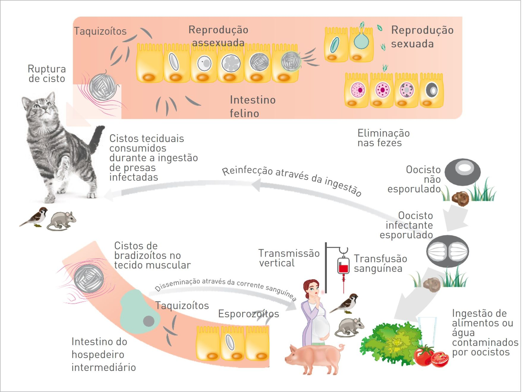 Ciclo de vida do Toxoplasma gondii