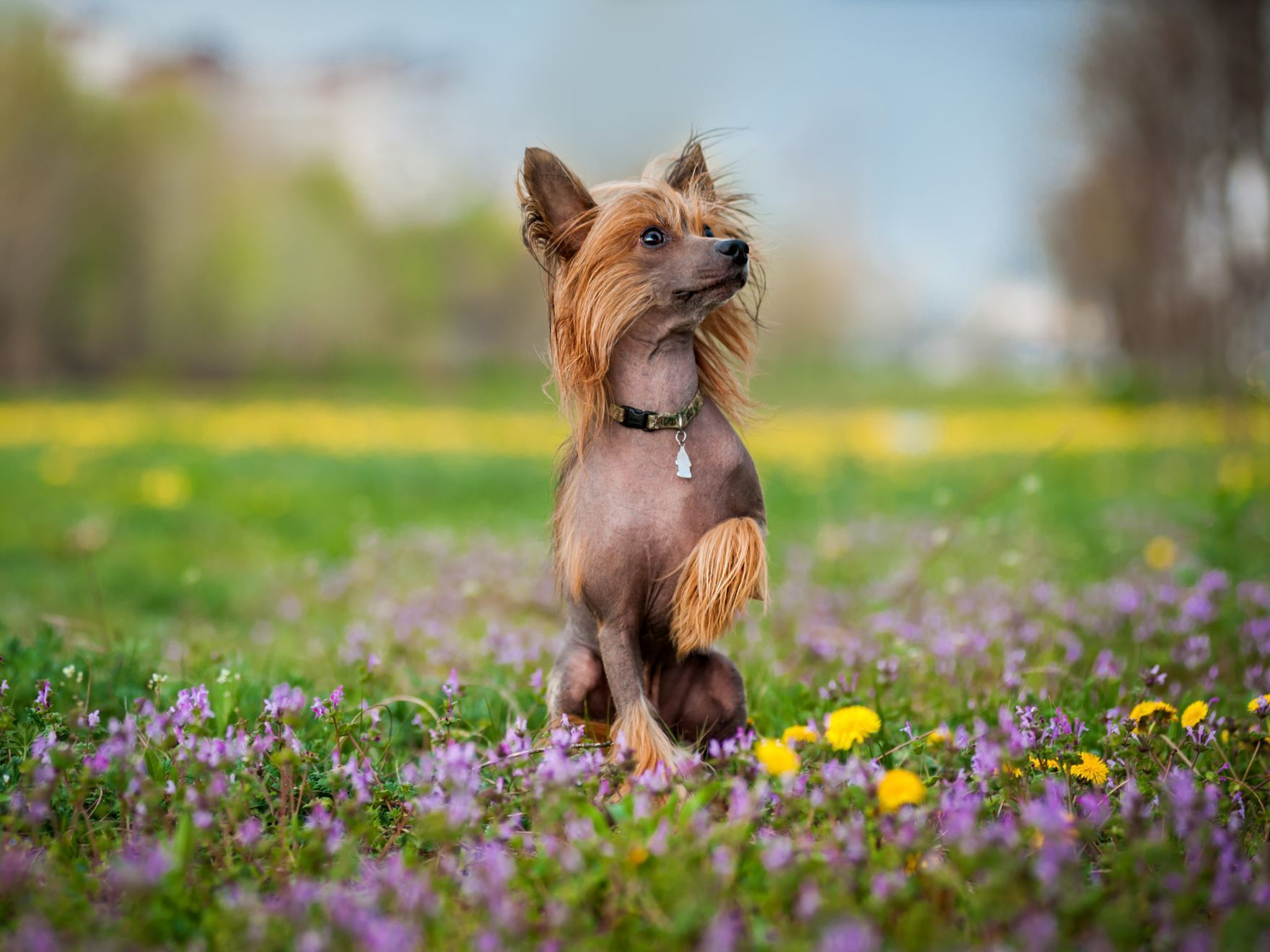 Chien chinois à crête dans un champ