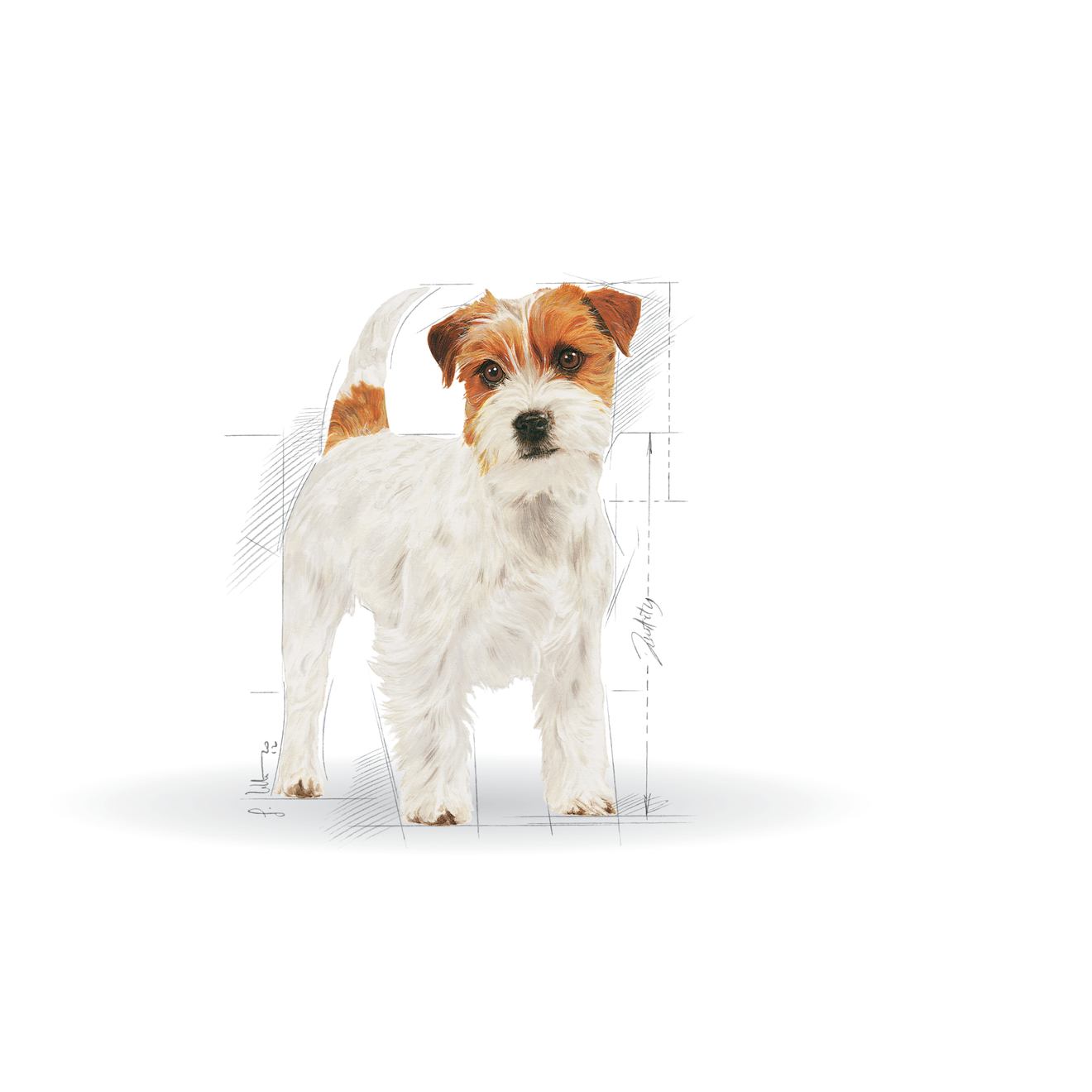 Jack Russell Adult Yetişkin Köpek Kuru Maması