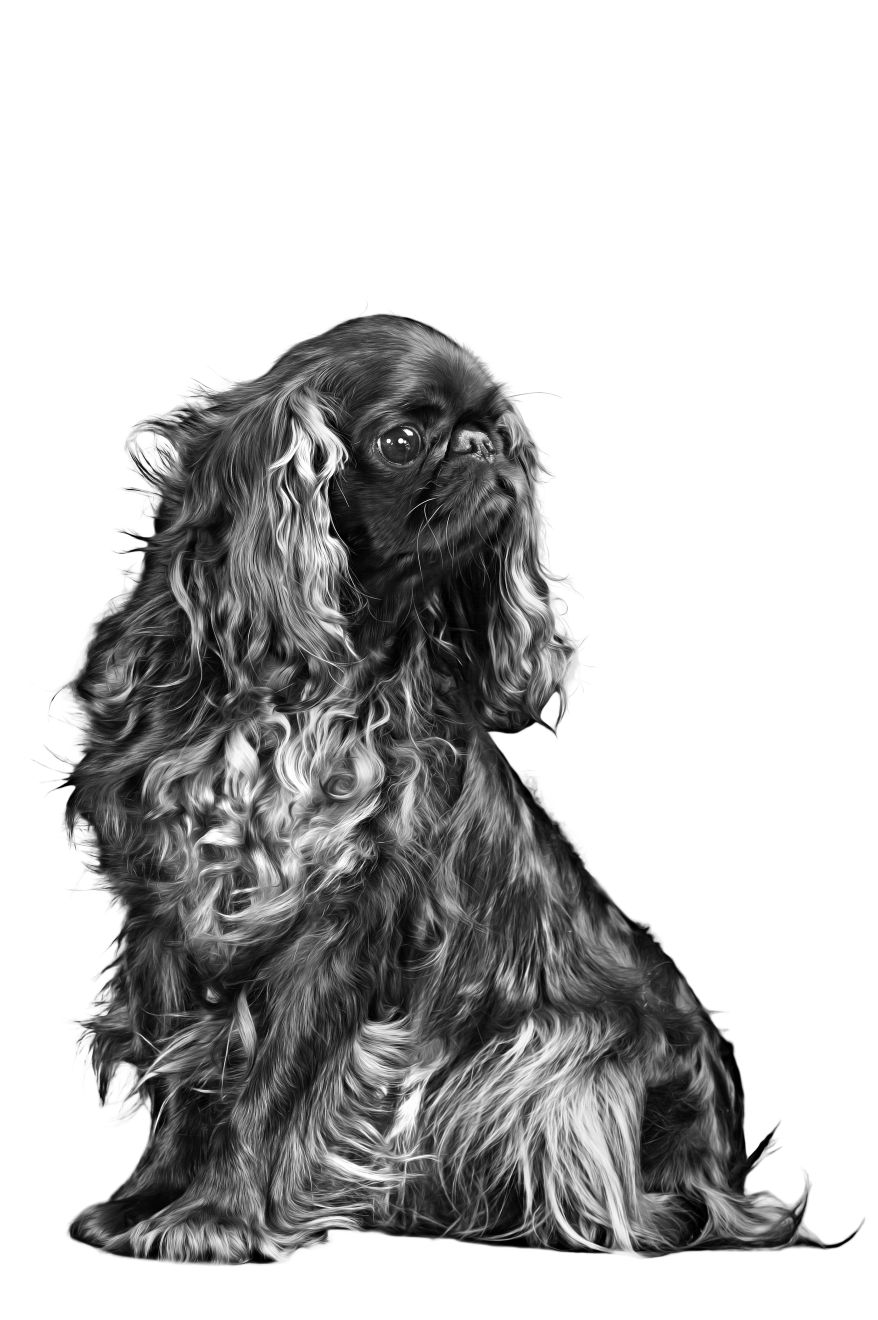 King Charles Spaniel adult black and white