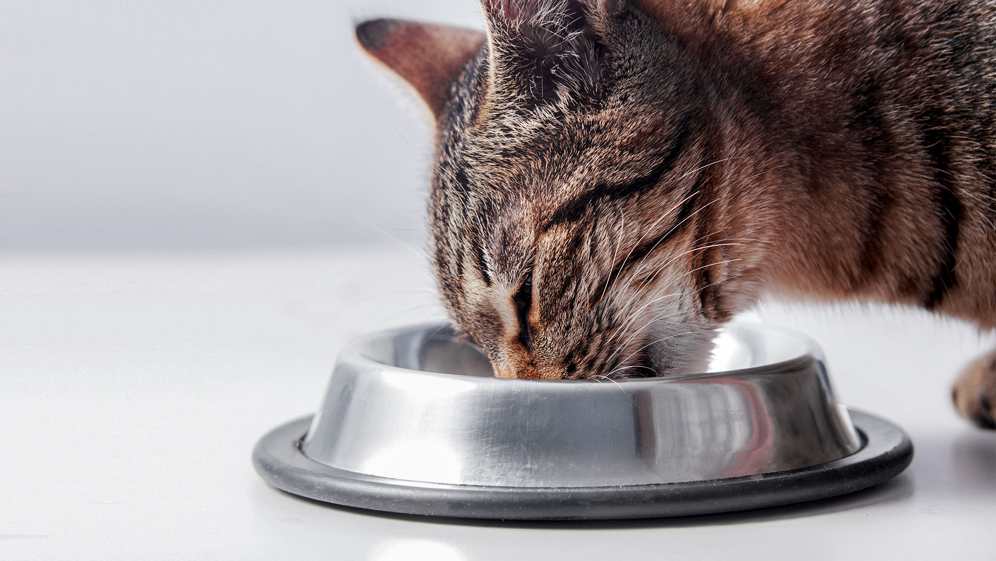 Sucha czy mokra karma dla kota, czyli mieszane żywienie kota 