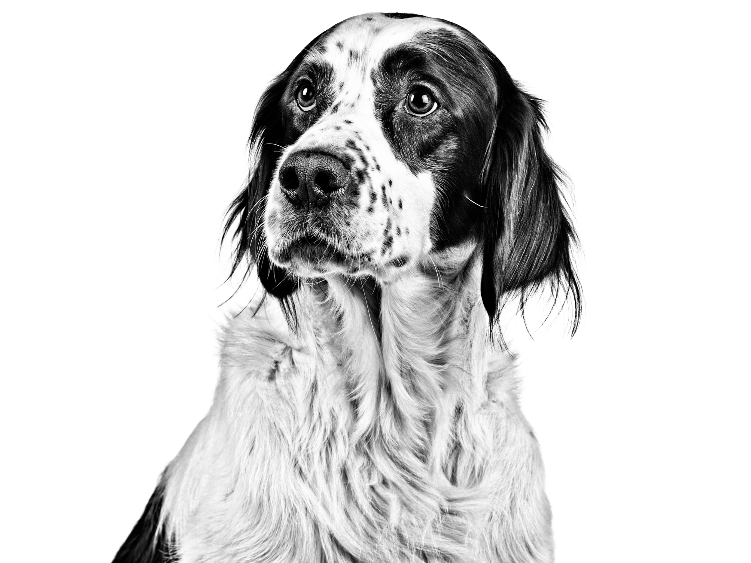 Black and hot sale white setter