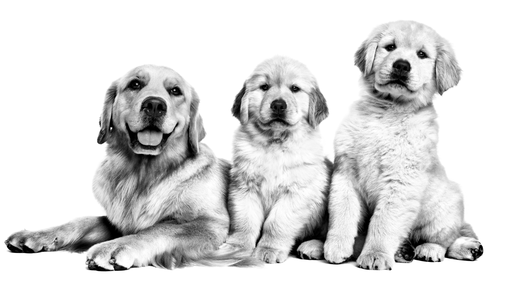 Black and white photo with adult Slovak Cuvac dog and two puppies