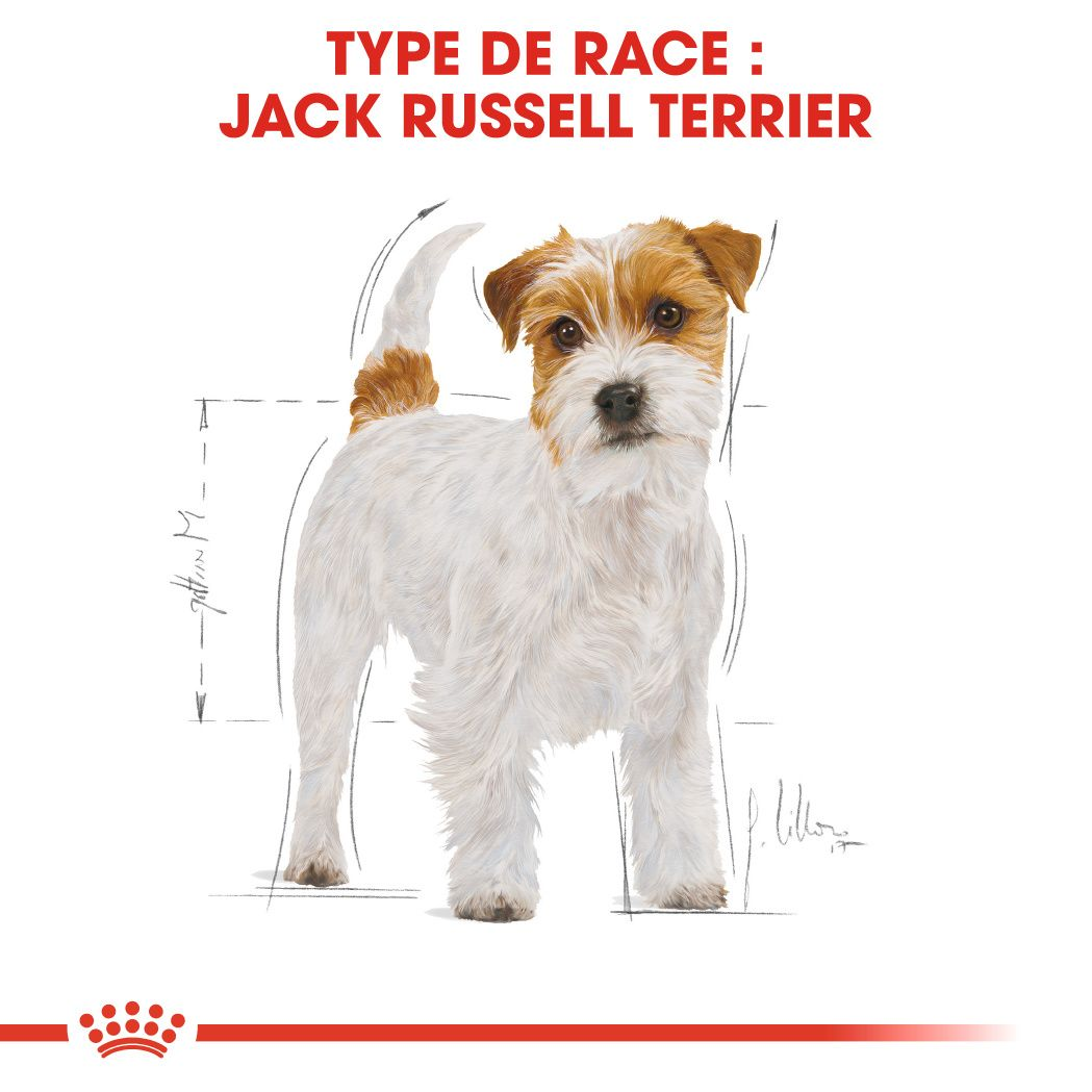 Jack Russell Adulte