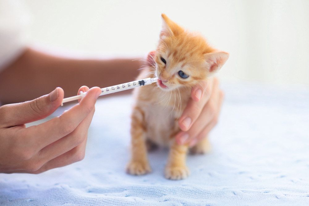 L’âge de l’animal peut modifier l’absorption d’un antimicrobien