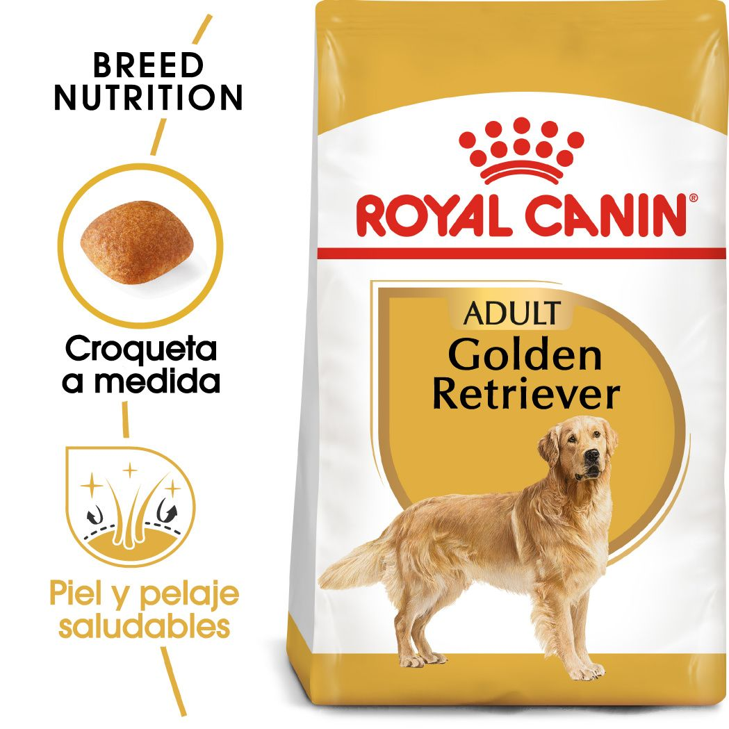 Golden Retriever Adult