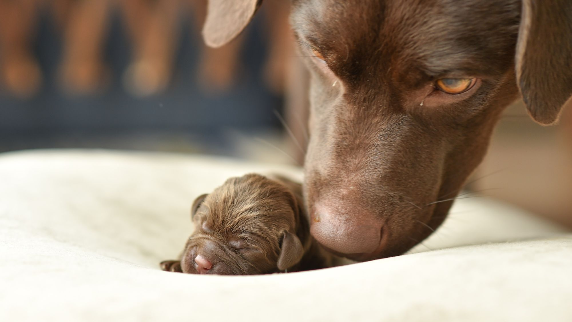 Brown Labrador dog mom and her puppy