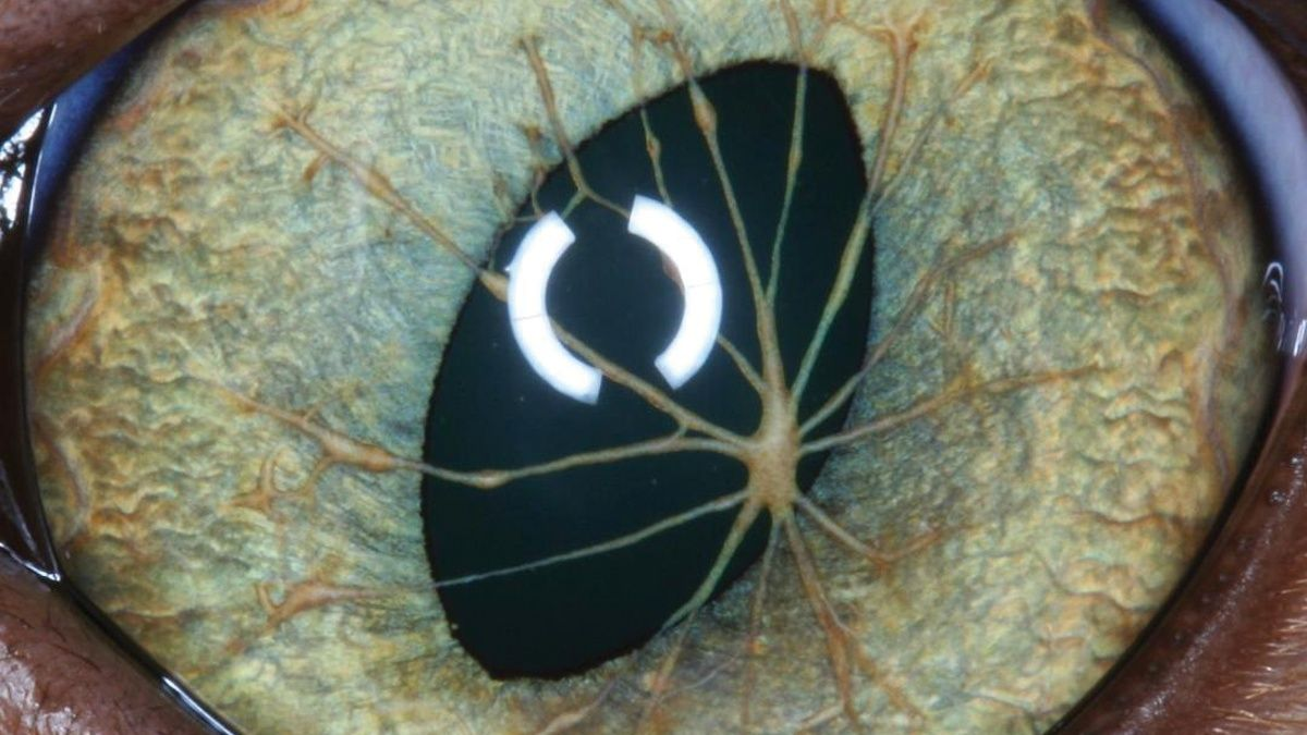 Ophthalmologische Probleme bei Katzenwelpen und jungen Katzen