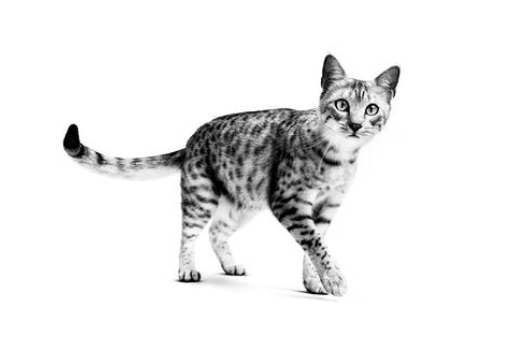 Egyptian Mau adult standing in black and white on a white background