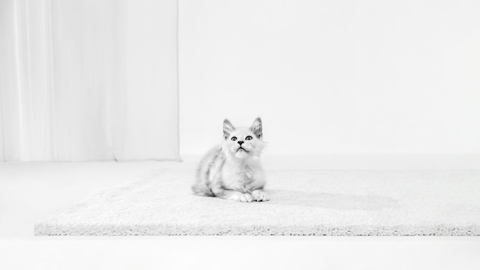 schwarz-weiß Bild von einem Kätchen, das auf einem Teppich liegt 