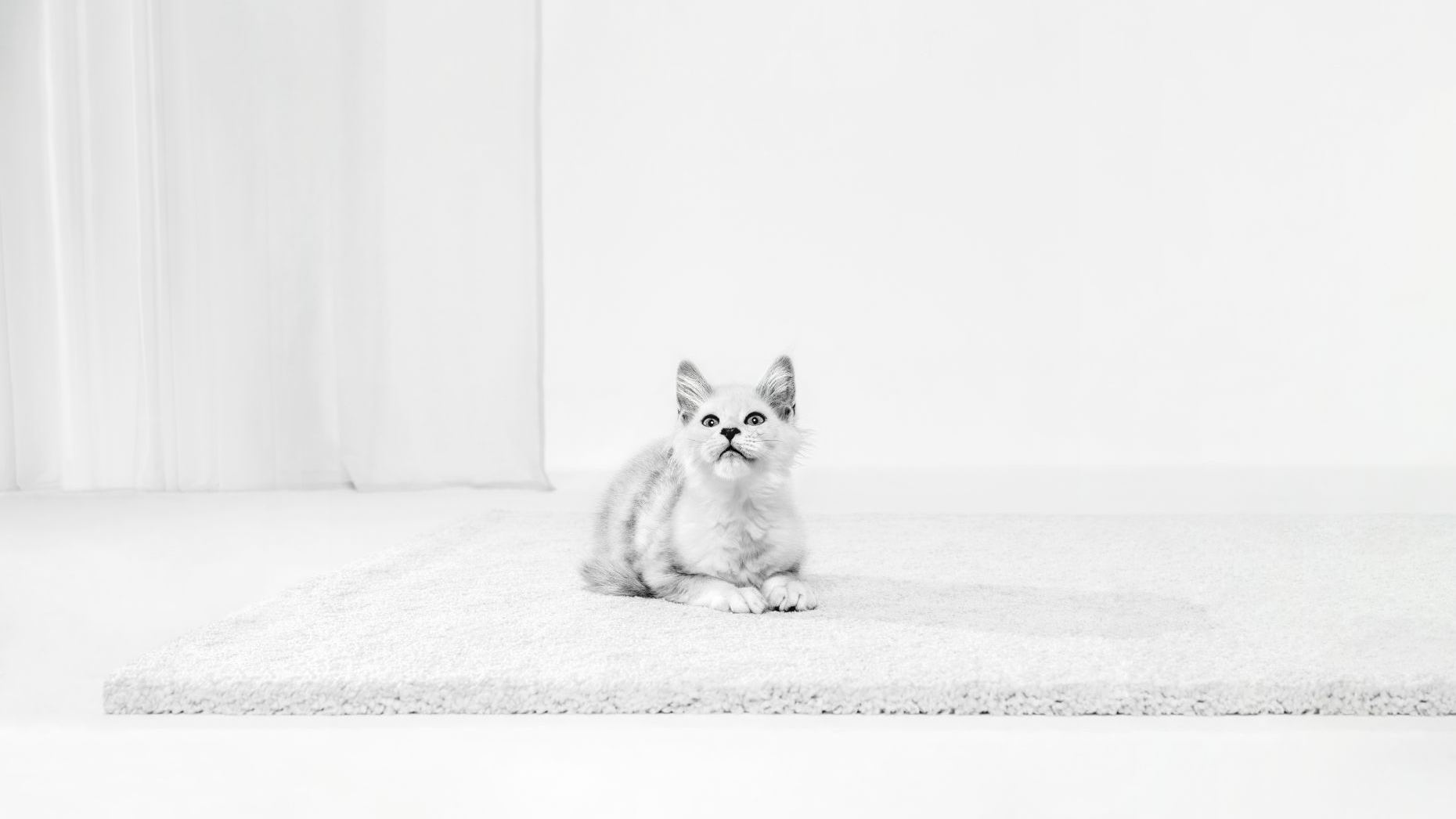 Anak kucing hitam dan putih di atas karpet melihat ke atas