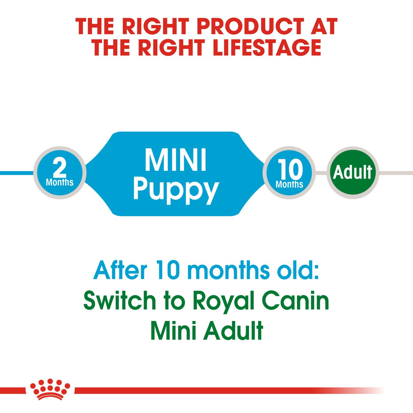 Royal canin best sale puppy mini junior