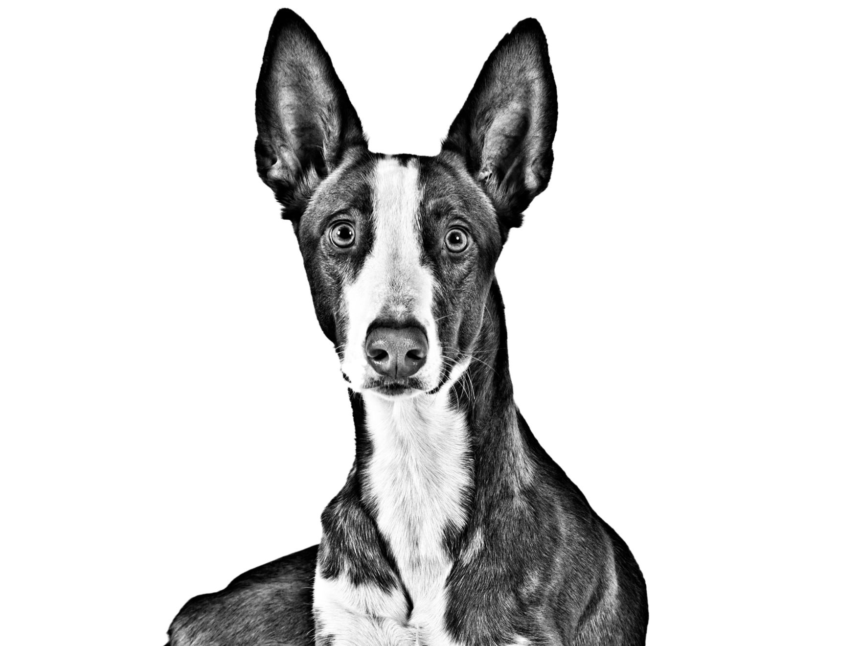 ibizan-podenco-adult-black-and-white