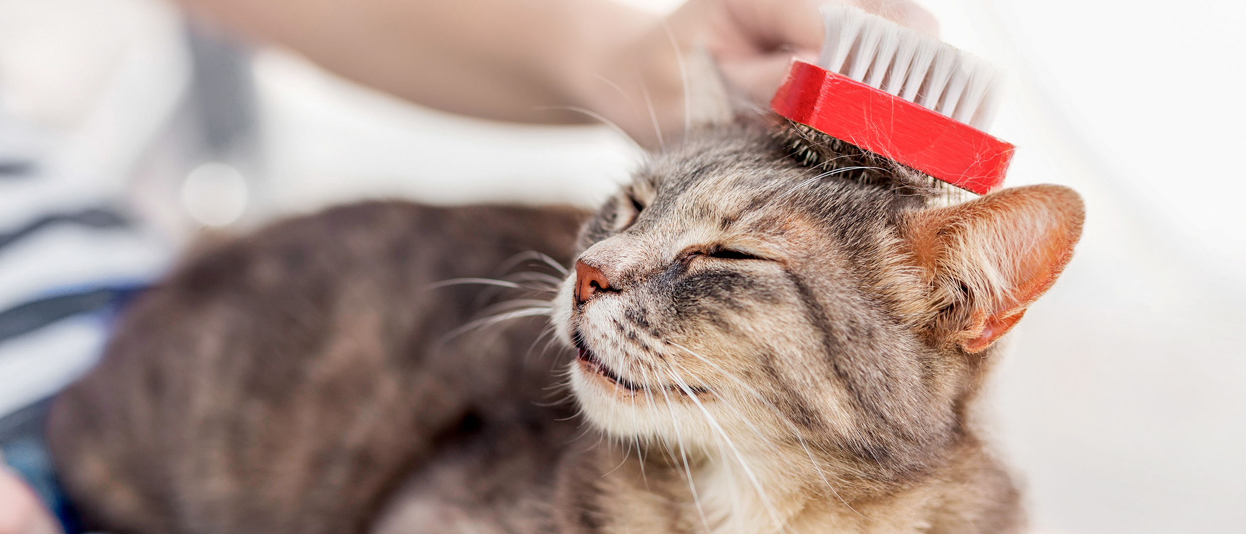 Adult cat lying down on owners knee while being groomed with a red brush.