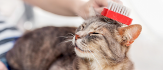 Adult cat lying down on owners knee while being groomed with a red brush.