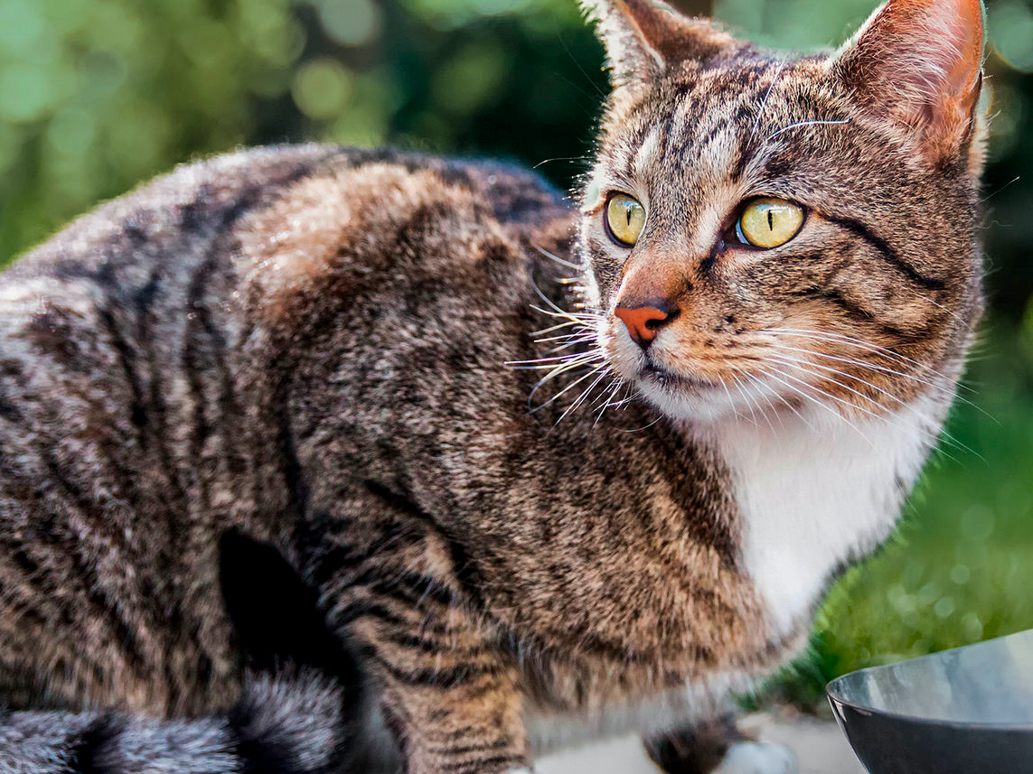 Katze im Freien schaut sich die Umgebung an, während sie frisst