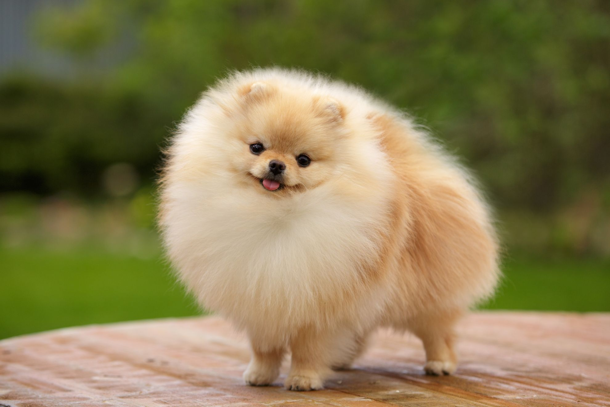 Pomeranian spitz toy dog outdoor on green lawn
