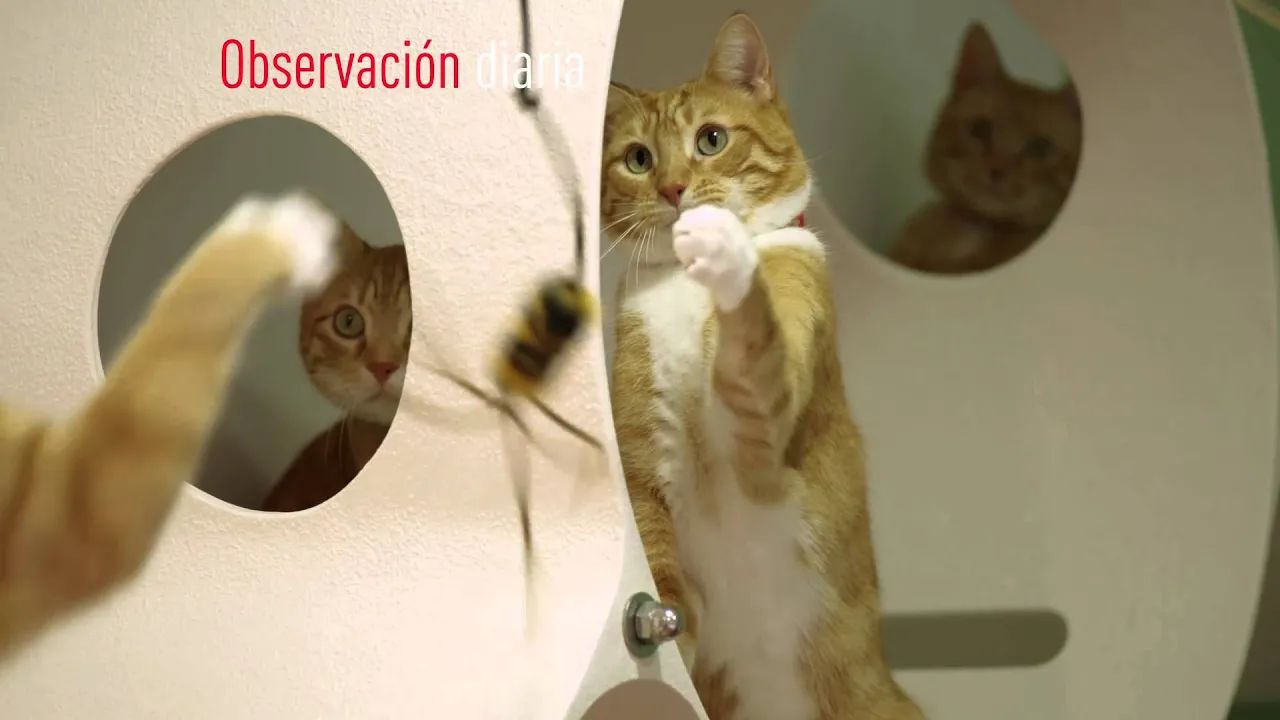 Las mascotas mejoran nuestras vidas - Royal Canin