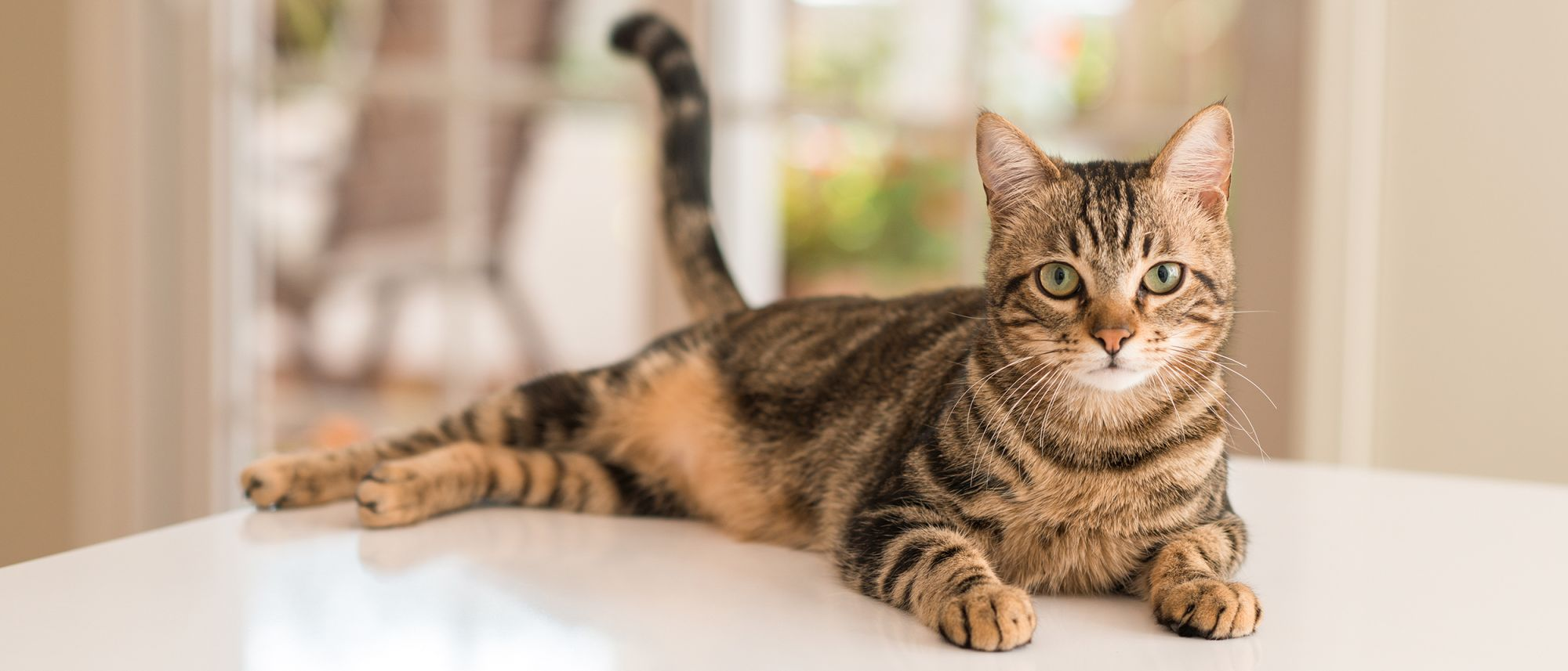 Cat lying down indoors