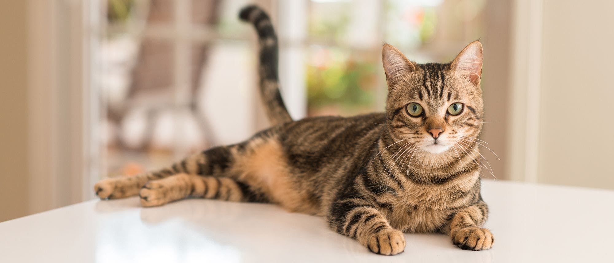 掻くと出てくる白い粉 猫のフケ原因と対策 ロイヤルカナン