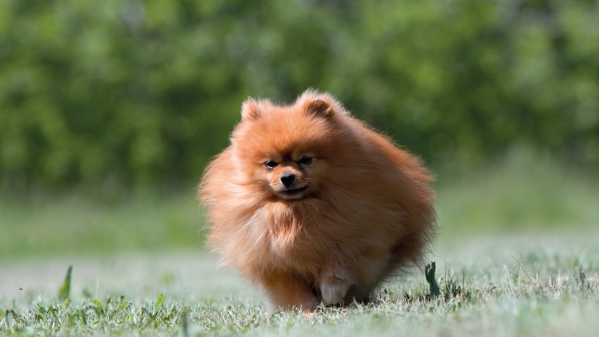 Beige Spitz running towards camera across grass