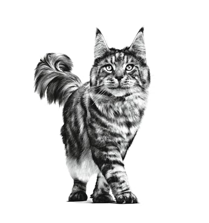 VHN-ALL_TERRITORIES-PACKAGING_EMBLEMATIC-_ALL_ADULT_CAT_Med._Res.___Basic (6)