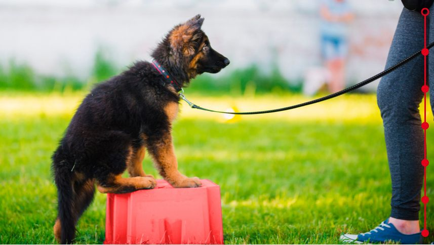 german shepherd puppy training session