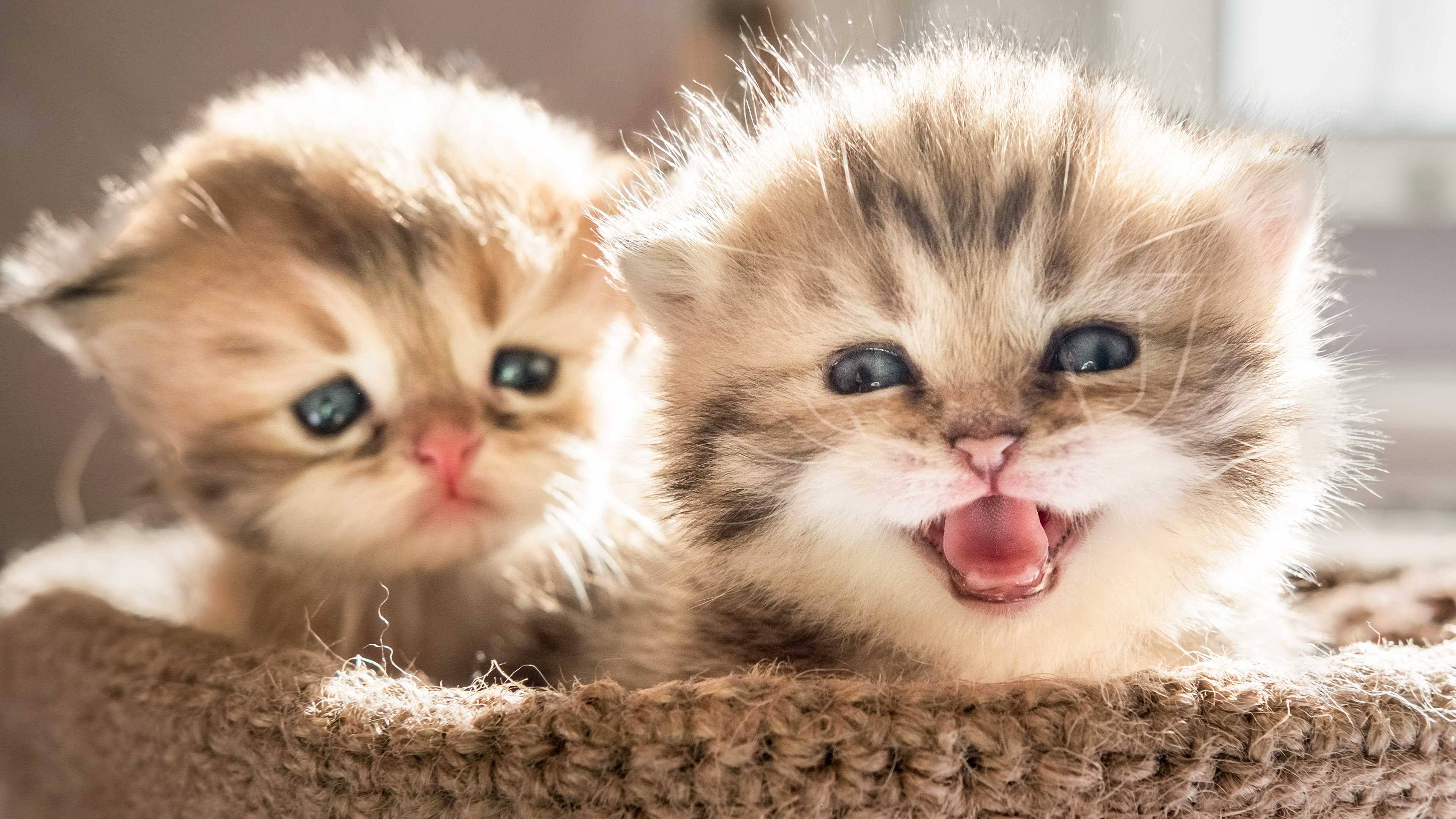 Oleh Belaca Memelihara Anak Kucing Memenuhi