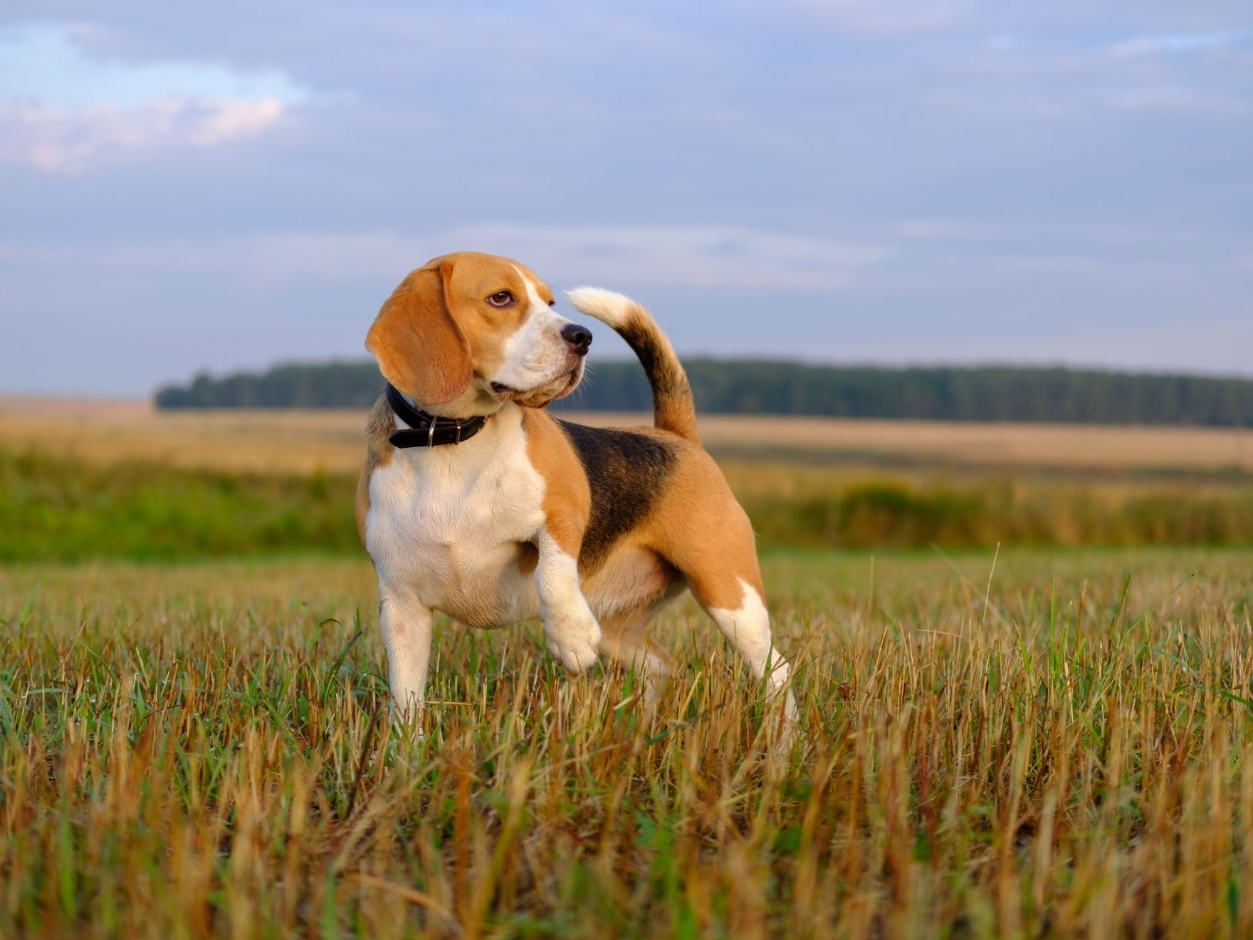 Beagle en promenade à l'extérieur